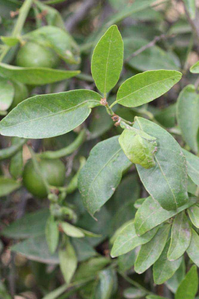              Sun leaves (Riverside, CA)       